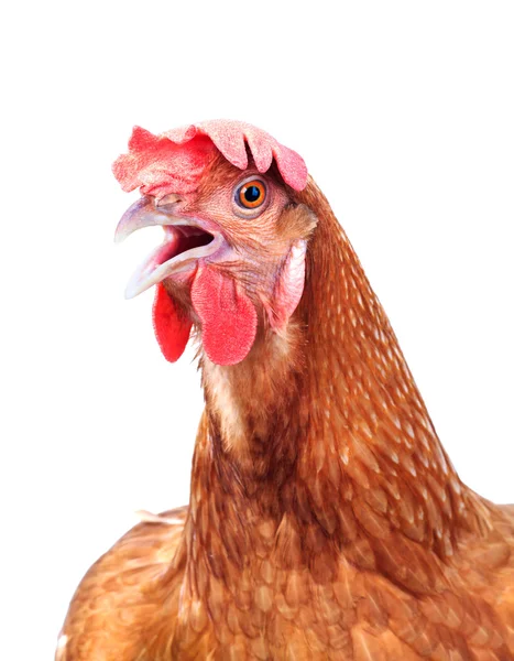 Cabeza de pollo gallina shock y divertido sorprendente aislado blanco ba —  Fotos de Stock