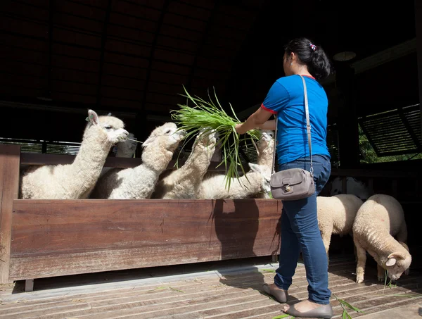 Jovem mulher alimentando grama luzy para latin llama na fazenda — Fotografia de Stock