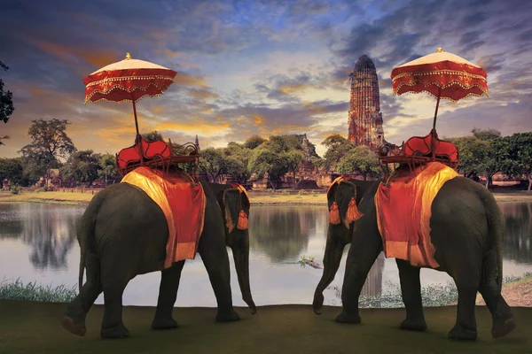 Elefante aderezo con thai reino tradición accesorios standi —  Fotos de Stock