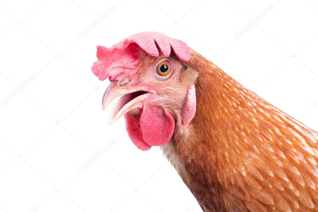 close up side view of beautiful brown female chicken hen isolate