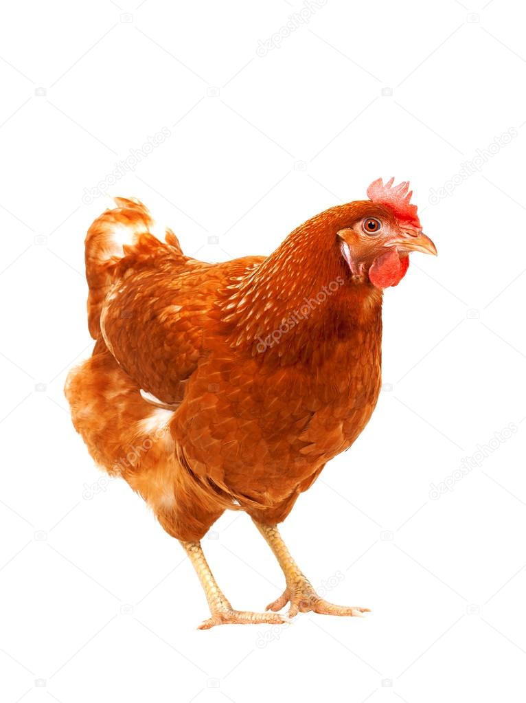 full body of brown chicken hen standing isolated white backgroun