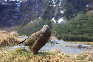 kea bird in milford sound fjord land national park of south island new zealand clipart