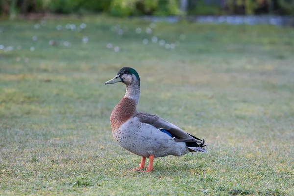 Close up bela pena, plumagem de pato Mallard selvagem em sout — Fotografia de Stock