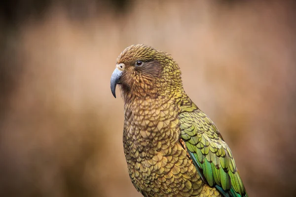 Fechar a pena cor bonita, plumagem de kea pássaros com borrão — Fotografia de Stock