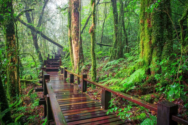 산 우림도이 Inthanont 국립 공원 치의 수 분 — 스톡 사진