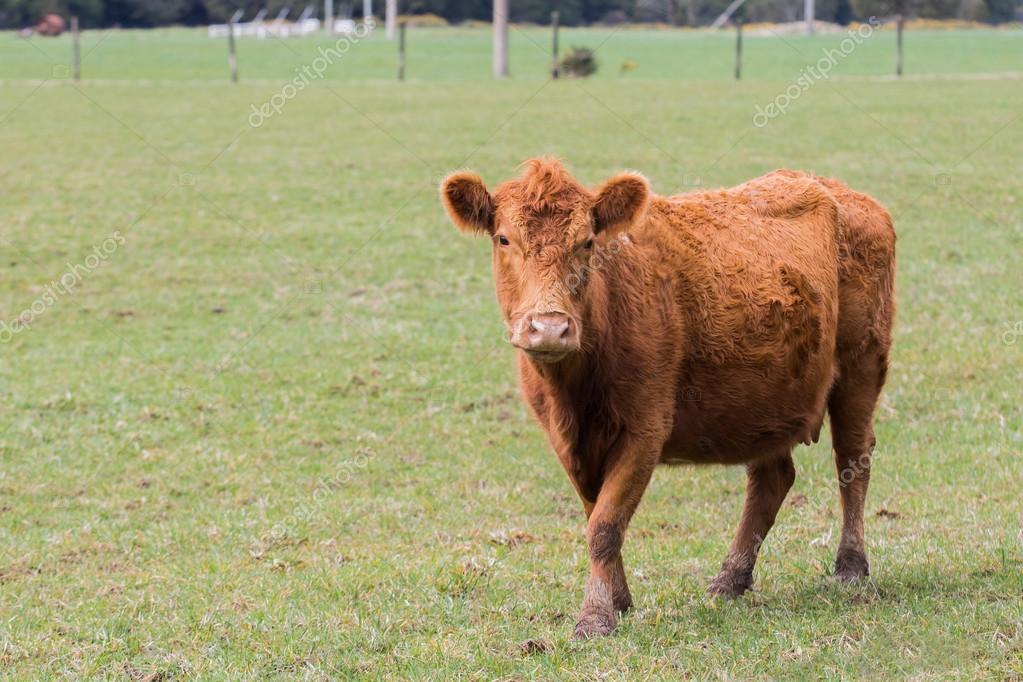 New zealand livestock cow standing in animals farm field looking