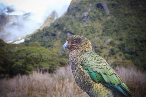 Zblízka krásné barevné peří, peří kea, kterou ptáci s rozostření — Stock fotografie