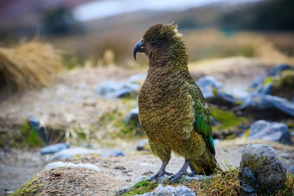 Primer plano hermosa pluma de color, plumaje de pájaros kea con desenfoque — Foto de Stock