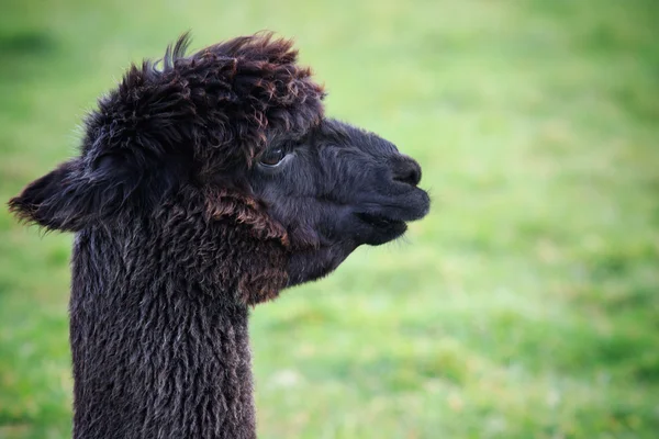 Close up head shot of black fur alpaca in green field — Stock Photo, Image