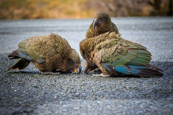 close up beautiful color feather ,plumage flock of kea birds wit