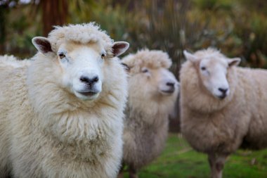 Avustralya Merinos koyun çiftliğinde yüzü yukarı kapatın