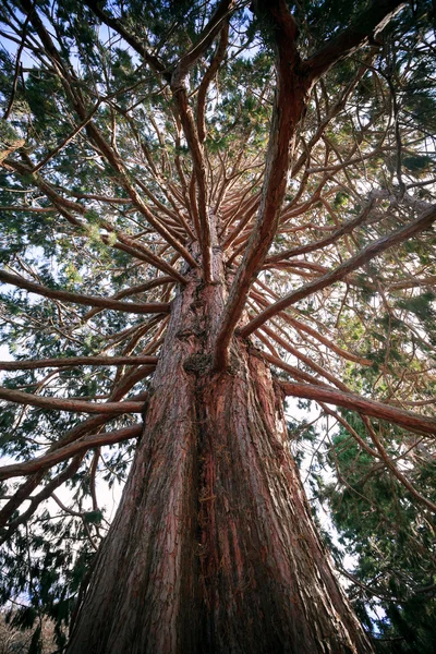 Old big pine wood in wild — Stock Photo, Image