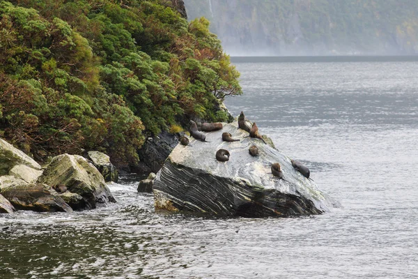 Bandada de focas salvajes que yacen en la costa rocosa en el fiordo de sonido Milford —  Fotos de Stock