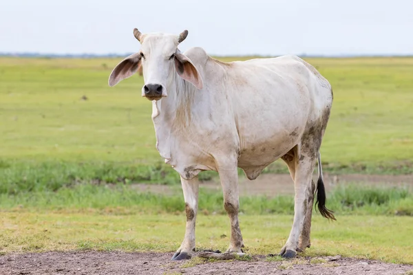 Corpo inteiro de vaca macho doméstica em fazenda de gado tailândia — Fotografia de Stock