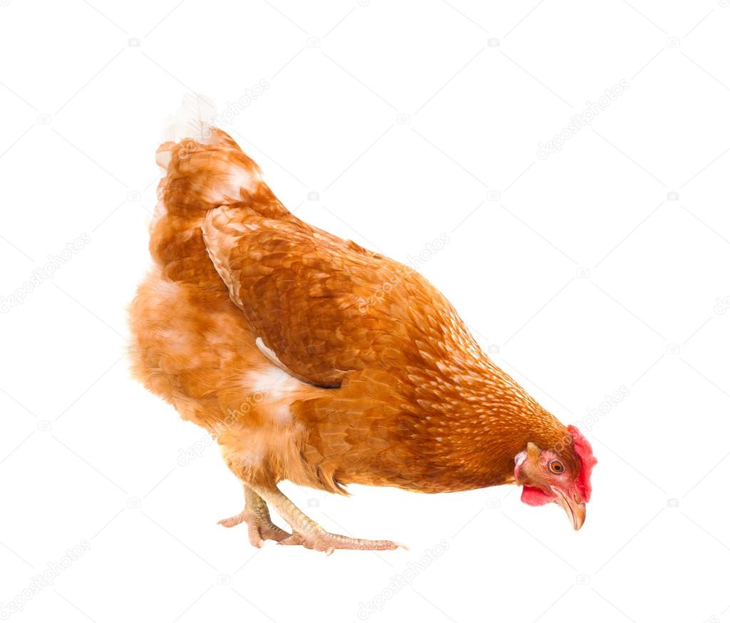 close up chicken hen eating something isolated white background