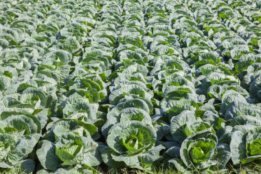 Tarım çiftlik taze yeşil lahana