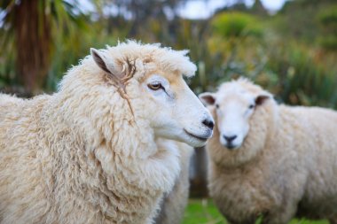 close up face of new zealand merino sheep in rural livestock far clipart