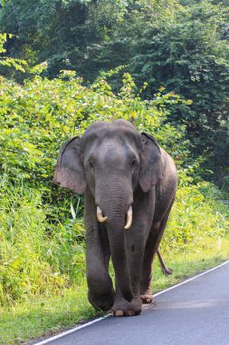 khao yai Milli Parkı nakornratch genç kadın vahşi fil
