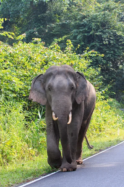 Jovem elefante selvagem feminino no parque nacional khao yai nakornratch — Fotografia de Stock