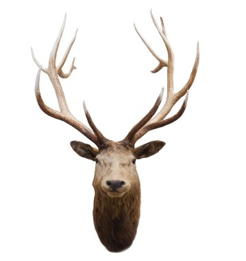 vahşi geyik ve fiordland Milli Parkı yeni zealan horn başkanı