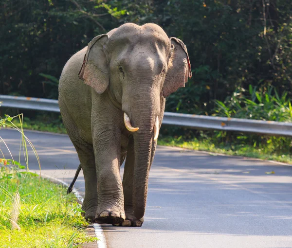 Jovem elefante masculino no parque nacional de caqui importante t natural — Fotografia de Stock