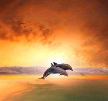 Denizi üzerinden atlama dophin çiftler