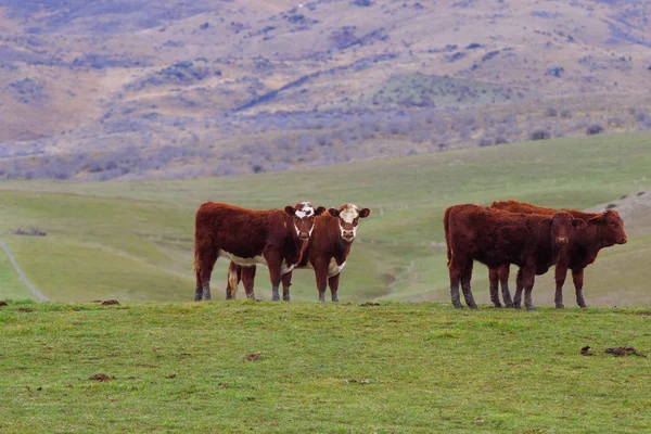 Vacca da bestiame in fattoria rurale isola del sud Nuova Zelanda — Foto Stock