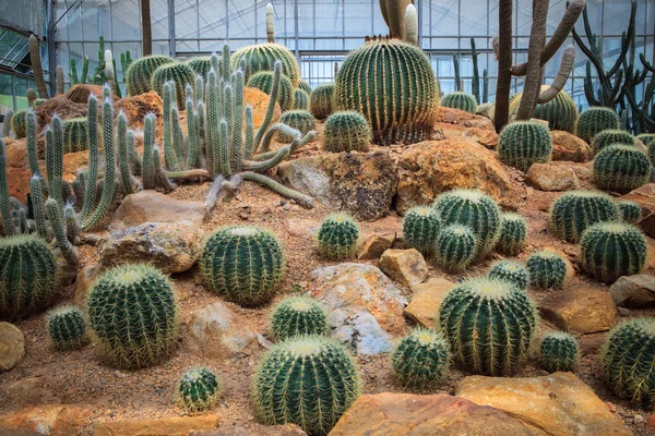 Planta de cacto em casa verde para uso multiúso — Fotografia de Stock