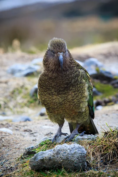 Fechar a pena cor bonita, plumagem de kea pássaros com borrão — Fotografia de Stock