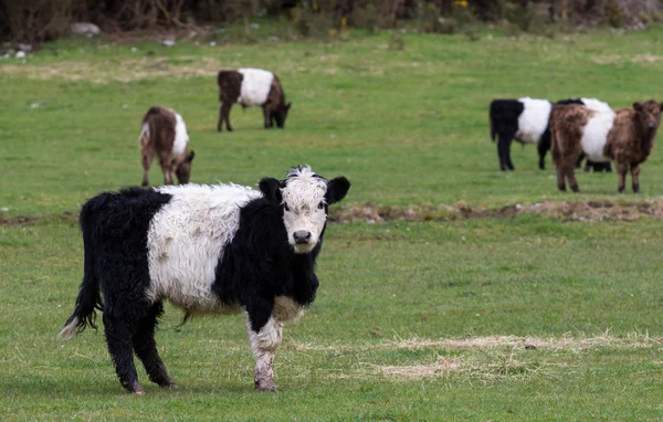 Mooie jonge dieren koe in dieren boerderij Nieuw-Zeeland — Stockfoto