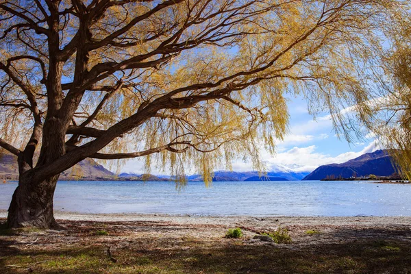 美丽风景名胜的瓦纳卡湖在南岛新西兰 im — 图库照片