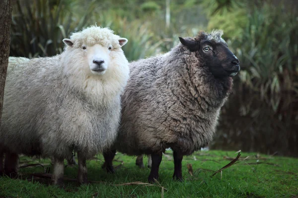 Moutons noirs et blancs dans la ferme rurale — Photo