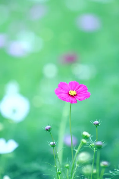 Beautiful magenta cosmos flower in blur green field background — Stock Photo, Image