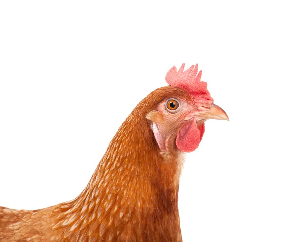 Head of chicken hen shock and funny surprising isolated white ba — Stock Photo, Image