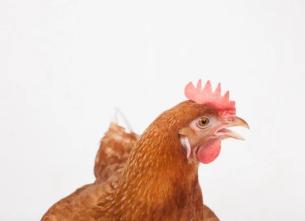 Close up de cabeça de frango engraçado agindo isolado fundo branco — Fotografia de Stock