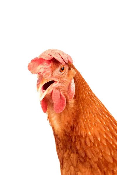 Τηγανίστε το κοτόπουλο κότα στέκεται απομονωθεί χρήση λευκό φόντο για πολύ — Φωτογραφία Αρχείου