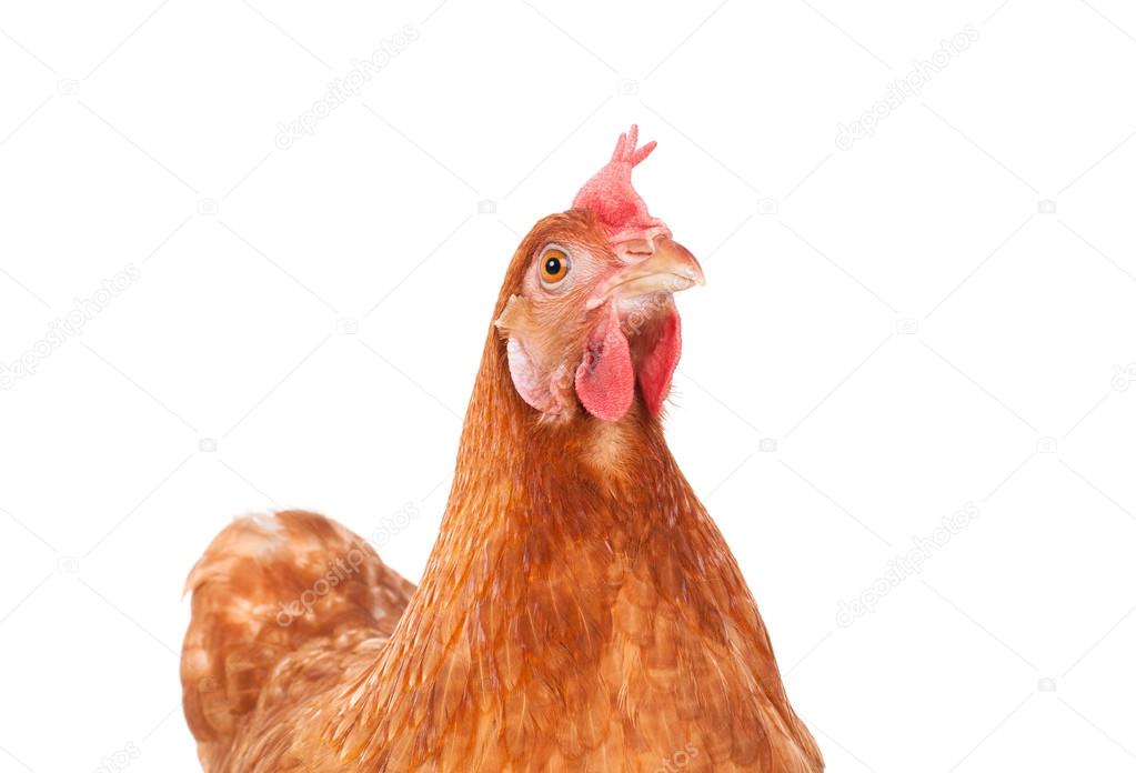 brown chicken hen standing isolated white background use for far