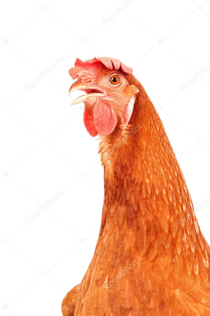 velký bílý péro zblízka