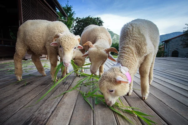 Merino pecora mangiare ruzi erba foglie su terreno di legno di ra rurale — Foto Stock