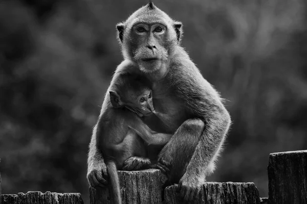 Fotografía en blanco y negro de mono salvaje y niño — Foto de Stock