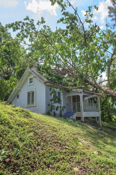 Umstürzender Baum nach schwerem Sturm beschädigt Haus — Stockfoto