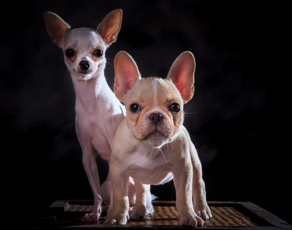 Close-up van gezicht van kleine hond Franse bulldog en chihuahua — Stockfoto