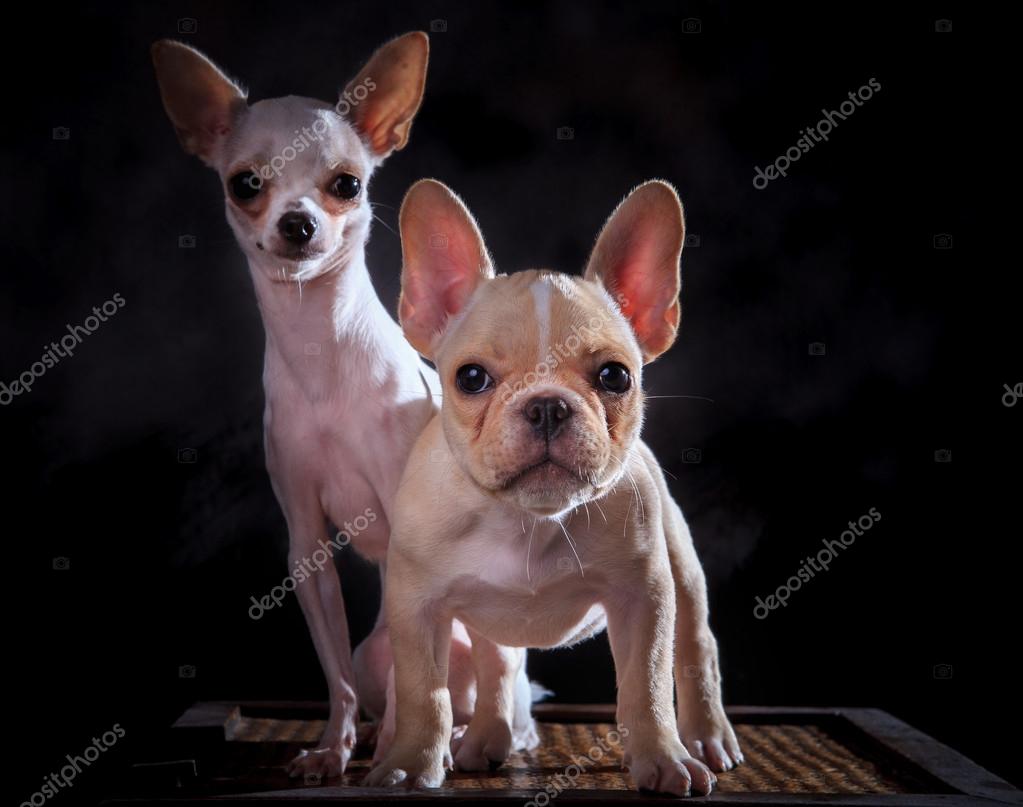 bulldog and chihuahua
