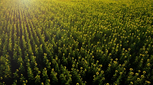 Luchtfoto van mooie bloeiende zonnebloemen veld met morning — Stockfoto