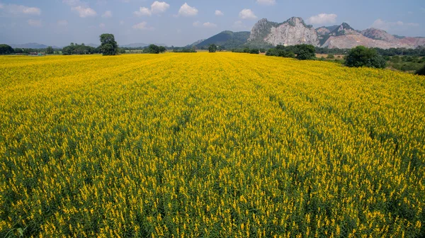 Florecimiento de crotalaria juncea en el campo de la agricultura — Foto de Stock