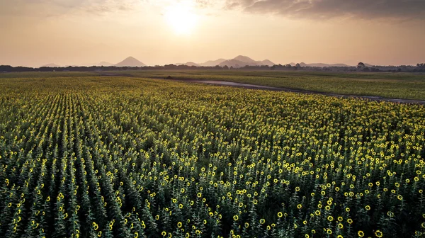 Luchtfoto van mooie bloeiende zonnebloemen veld met morning — Stockfoto