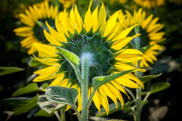 Close up rear view of blooming sunflowers in plantation field — Stock Photo, Image