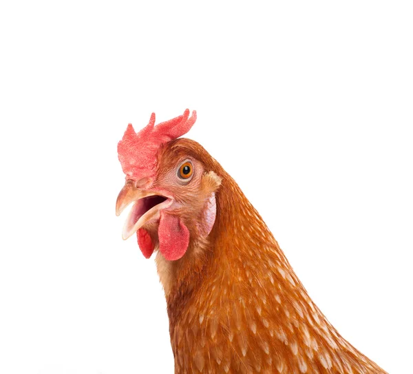 Brown chicken hen standing isolated white background use for far — Stock Photo, Image