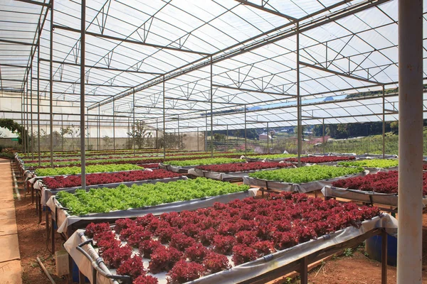 Green house plant of Organic hydroponic vegetable cultivation fa — Stock Photo, Image