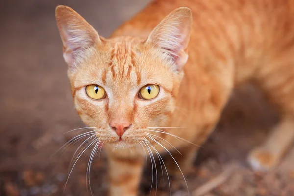 Primer plano cara de siamés tailandés gato doméstico ojo contacto con borroso — Foto de Stock